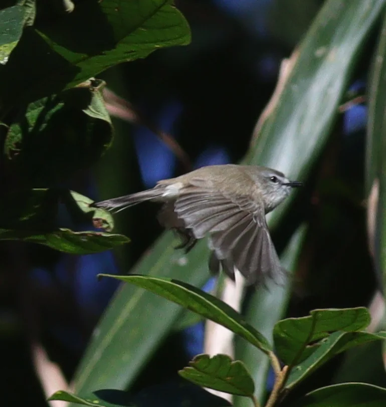 褐噪刺莺(Gerygone mouki)