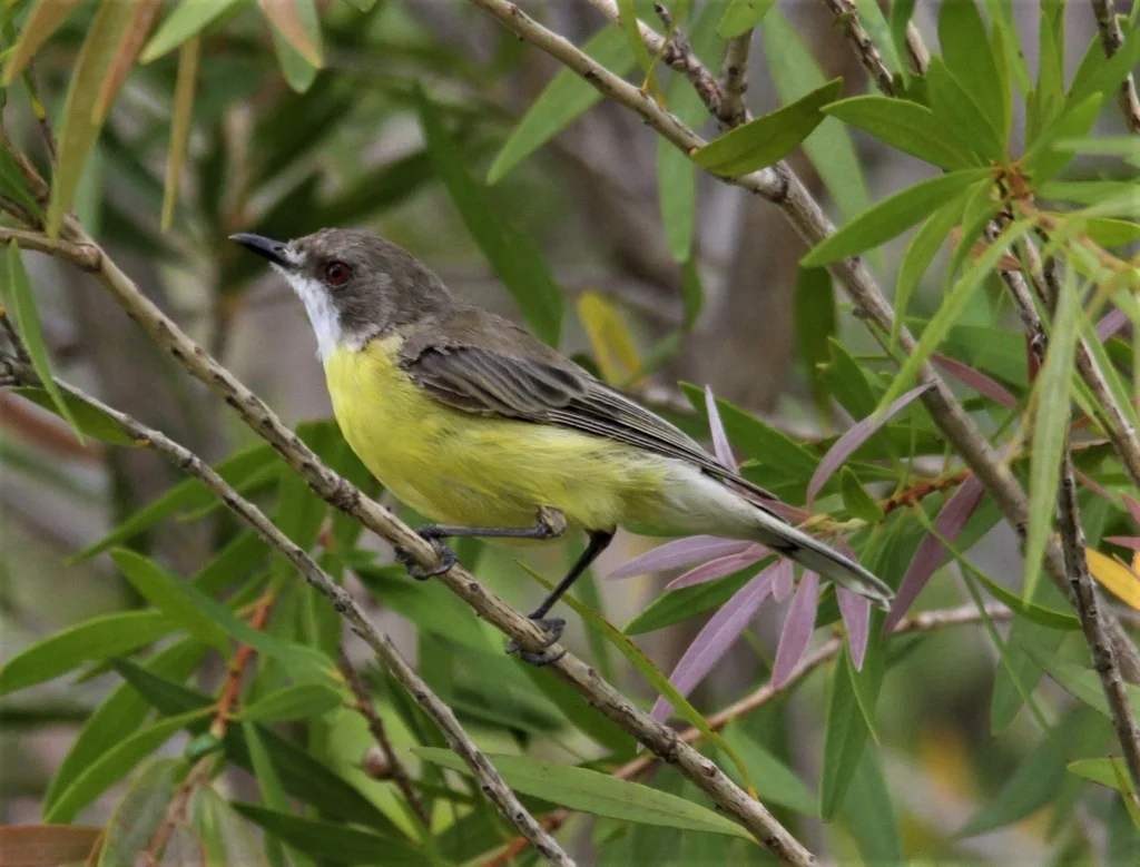 白喉噪刺莺(Gerygone olivacea)
