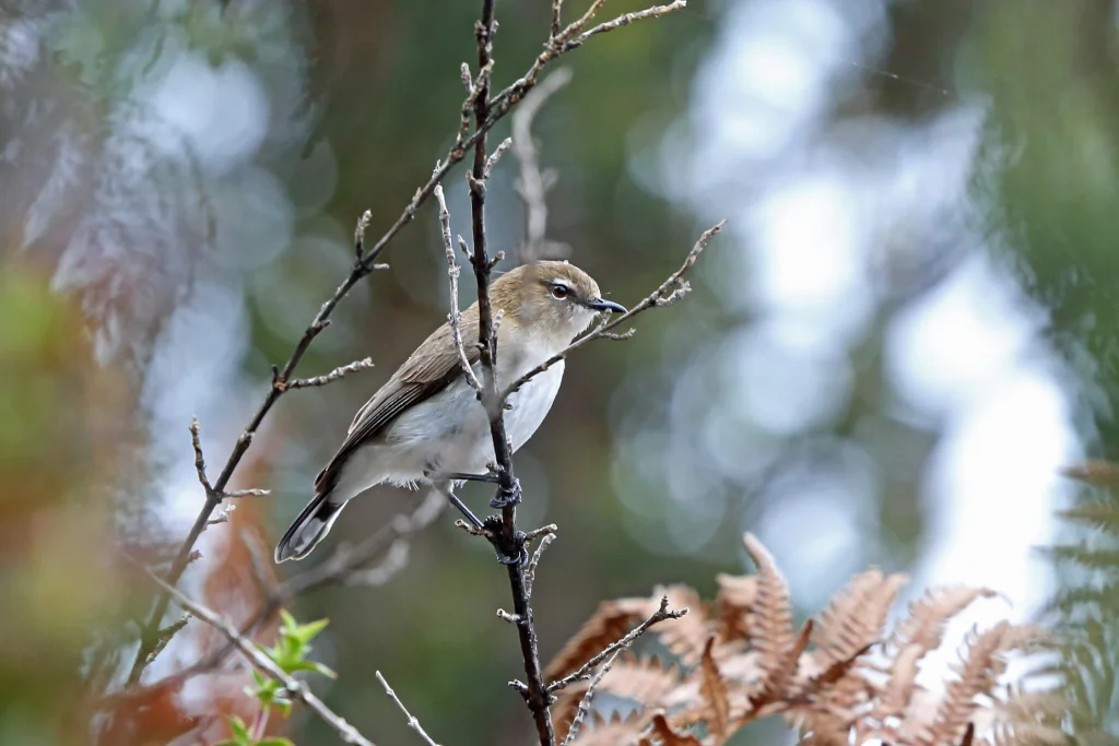 褐胸噪刺莺(Gerygone ruficollis)