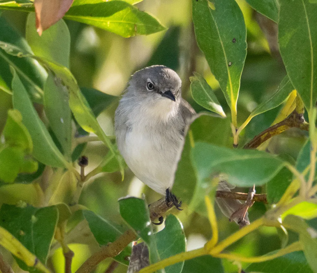 暗色噪刺莺(Gerygone tenebrosa)