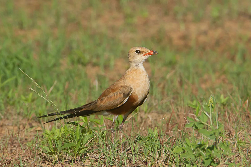 澳洲燕鸻(Glareola isabella)