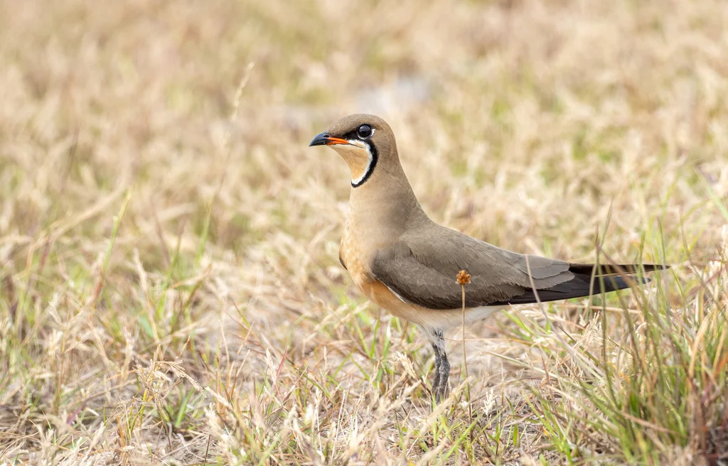 普通燕鸻(Glareola maldivarum)