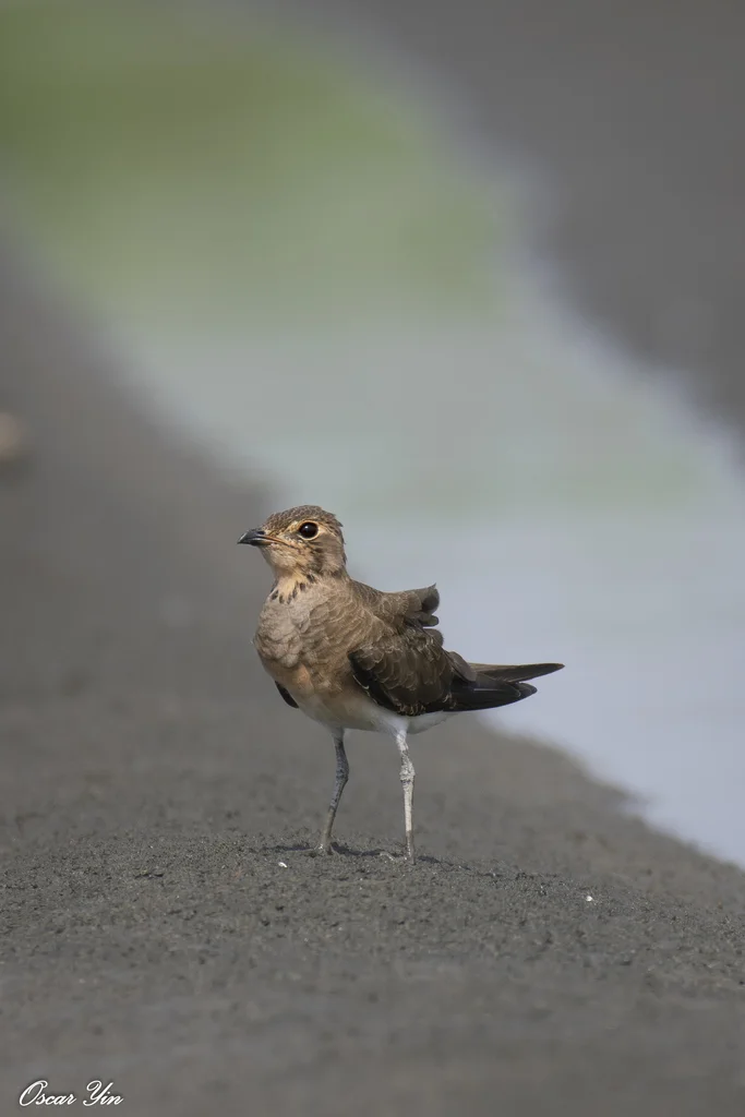 普通燕鸻(Glareola maldivarum)
