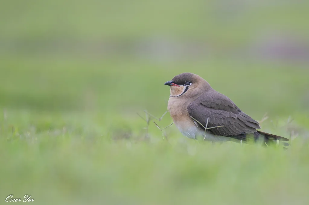 普通燕鸻(Glareola maldivarum)