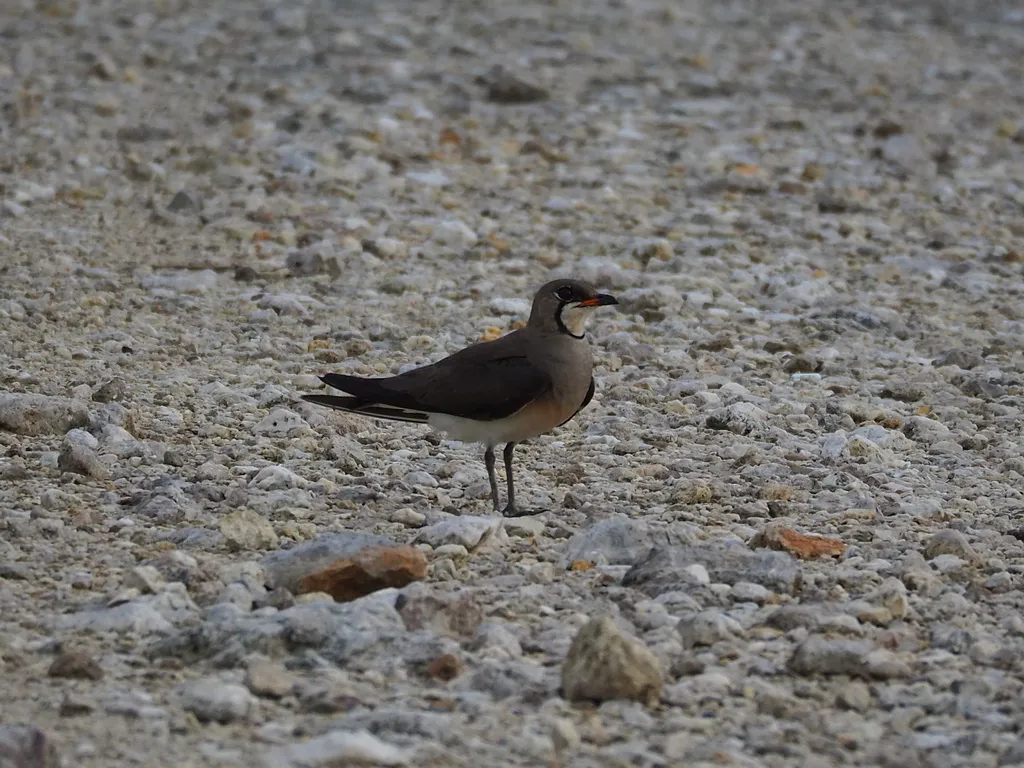 普通燕鸻(Glareola maldivarum)