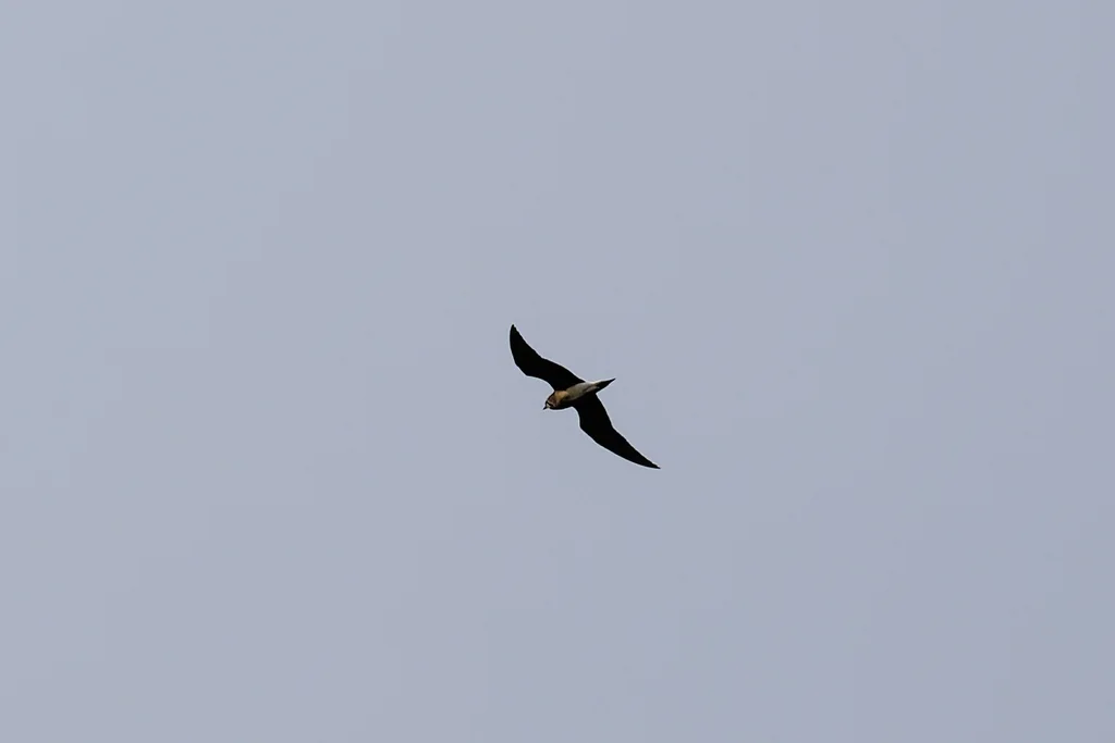 普通燕鸻(Glareola maldivarum)