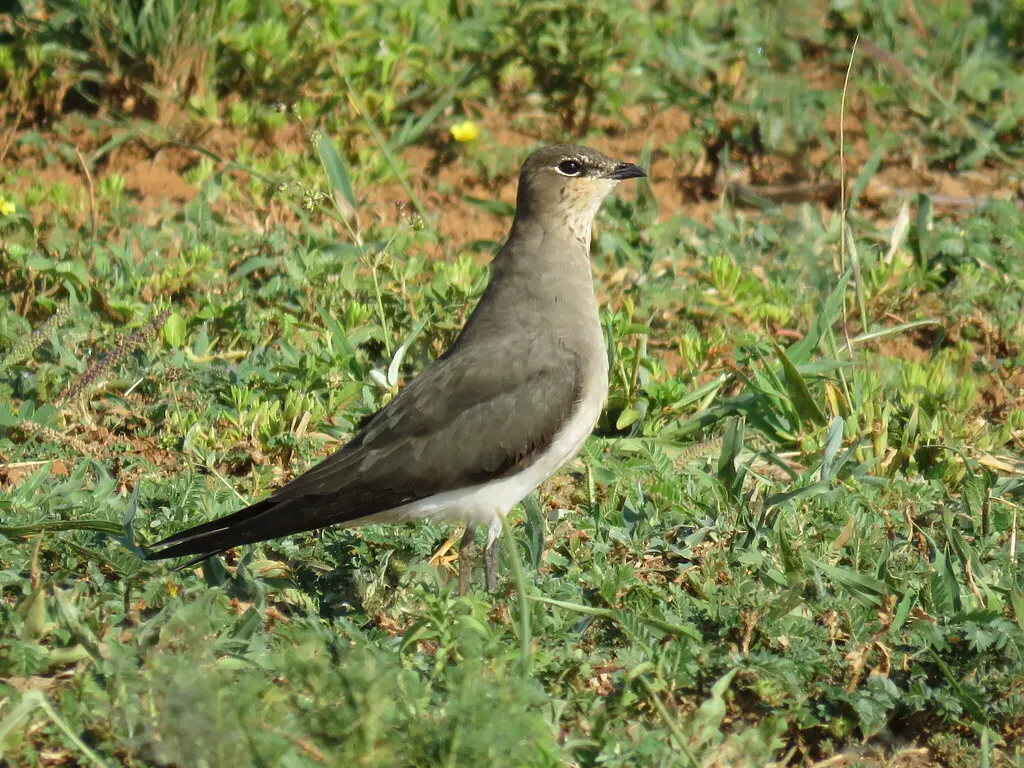 黑翅燕鸻（Glareola nordmanni）