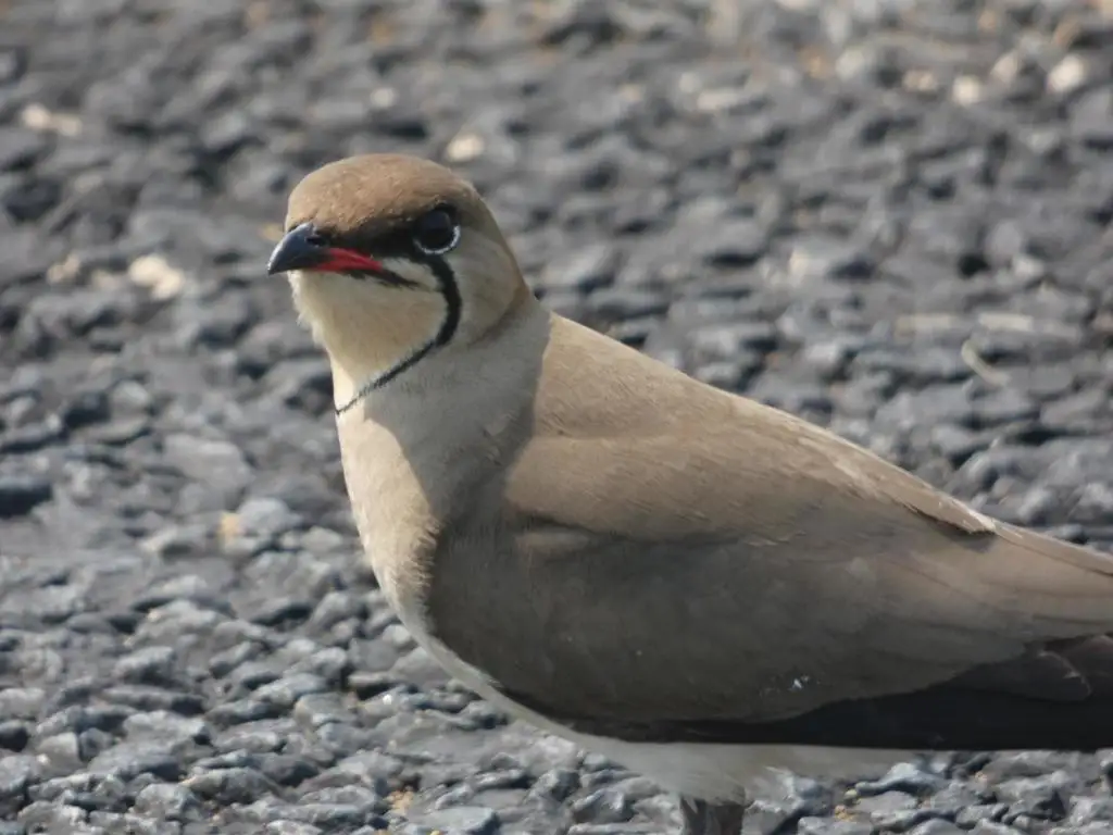 领燕鸻(Glareola pratincola)
