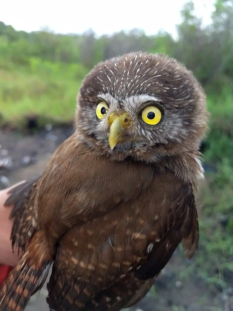 棕鸺鹠（Glaucidium brasilianum）