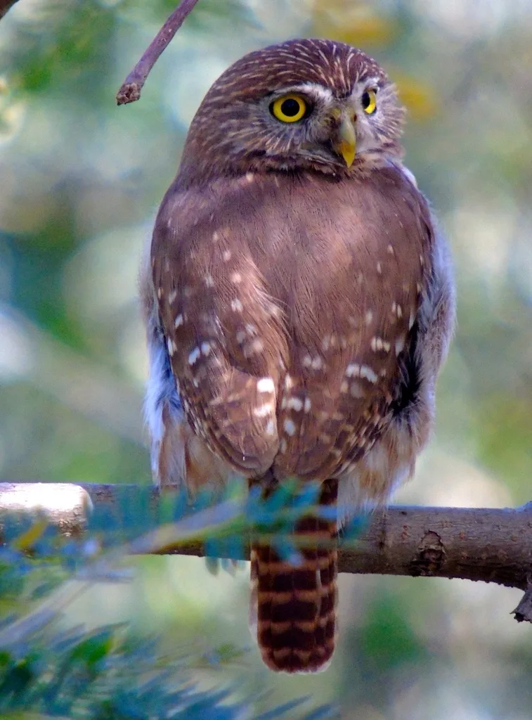 棕鸺鹠（Glaucidium brasilianum）