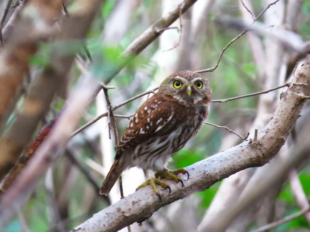 棕鸺鹠（Glaucidium brasilianum）