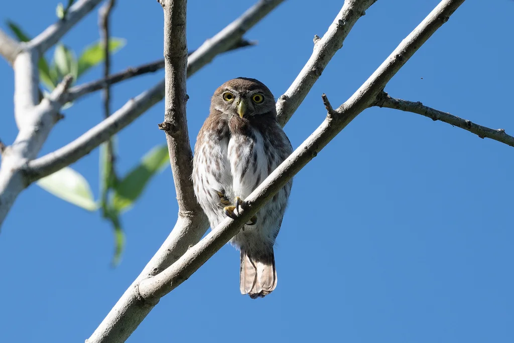 棕鸺鹠（Glaucidium brasilianum）