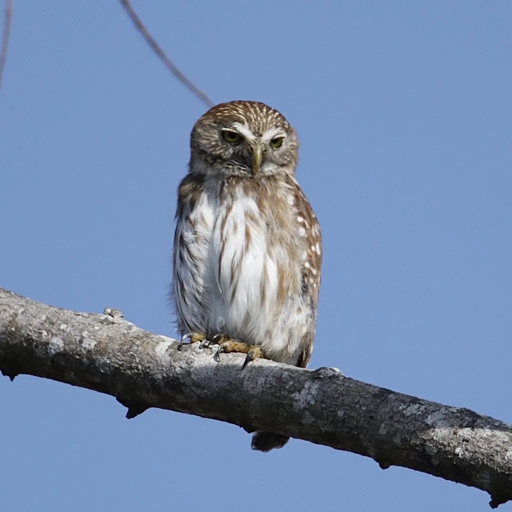 棕鸺鹠（Glaucidium brasilianum）