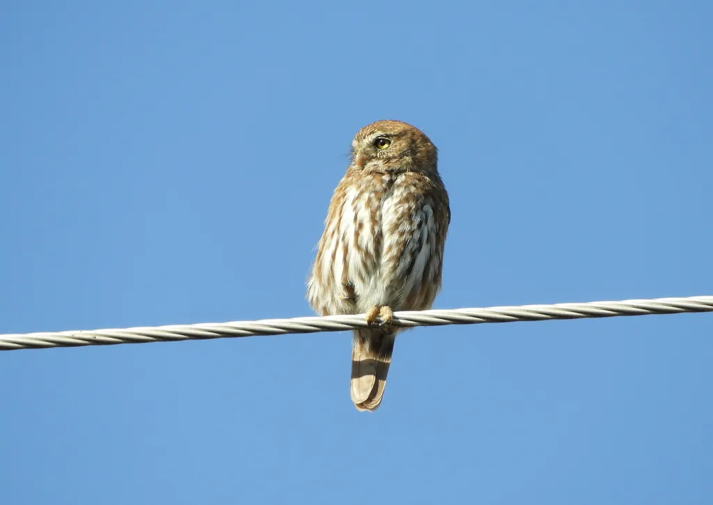 棕鸺鹠（Glaucidium brasilianum）