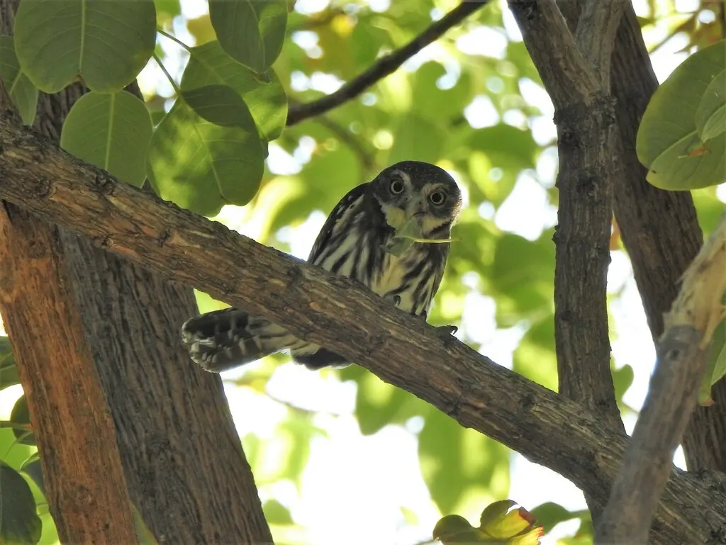 棕鸺鹠（Glaucidium brasilianum）
