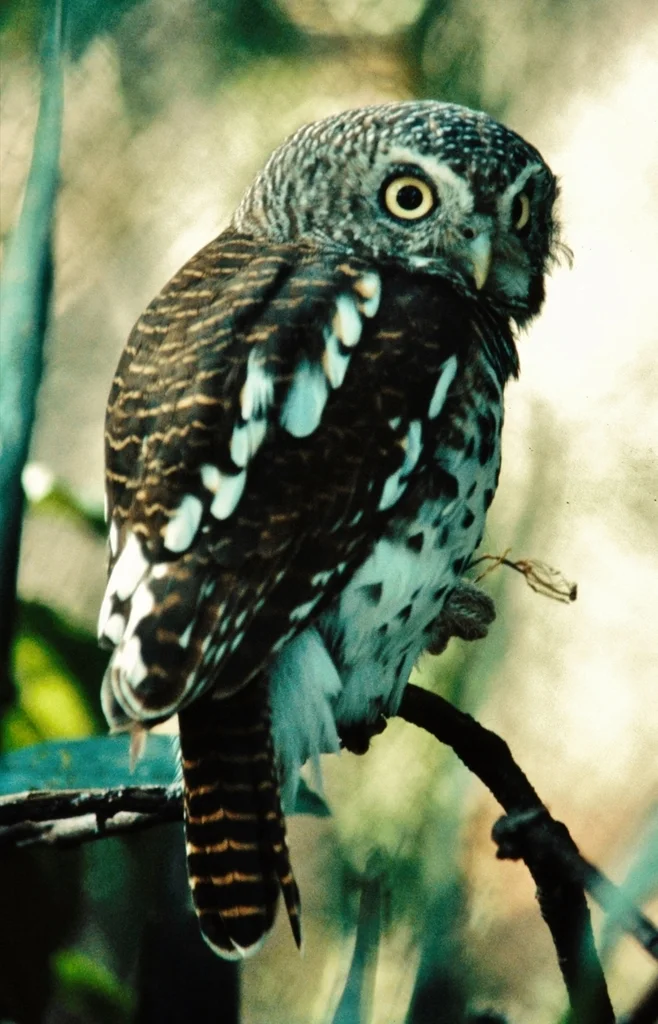 斑鸺鹠(Glaucidium capense)