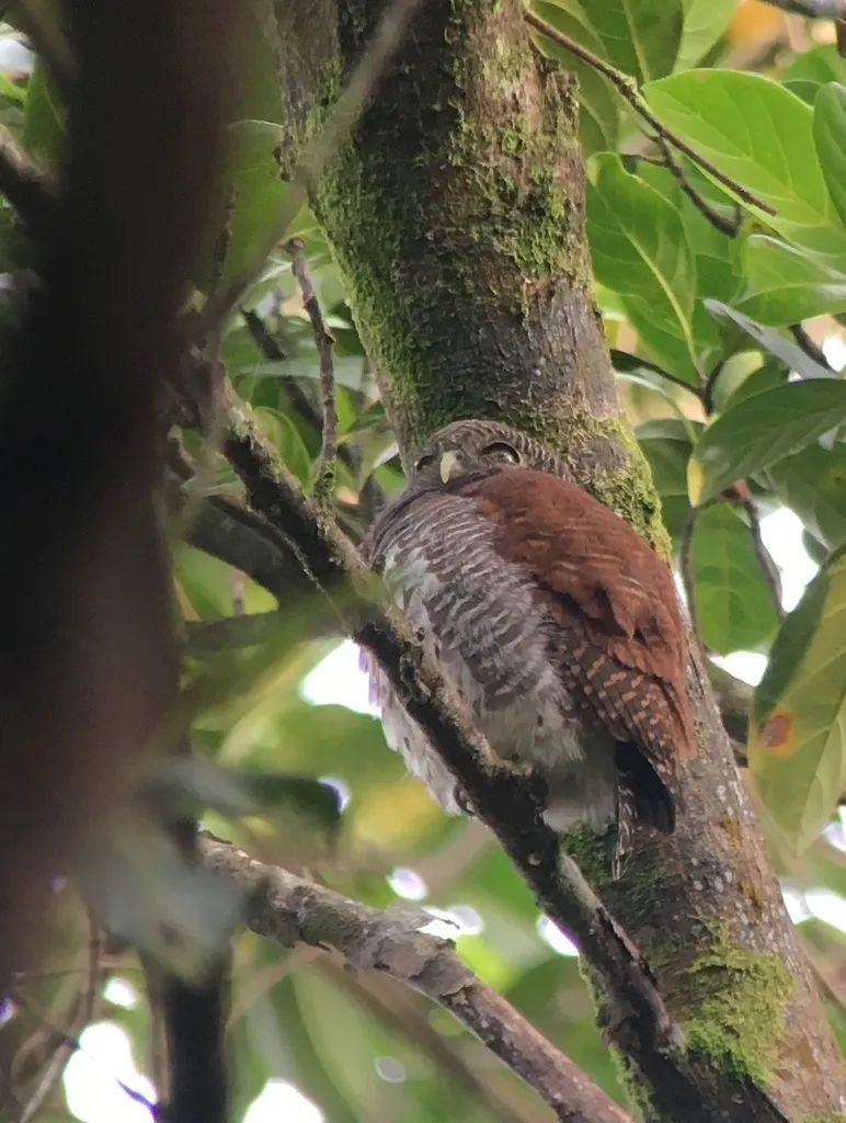栗背鸺鹠(Glaucidium castanotum)
