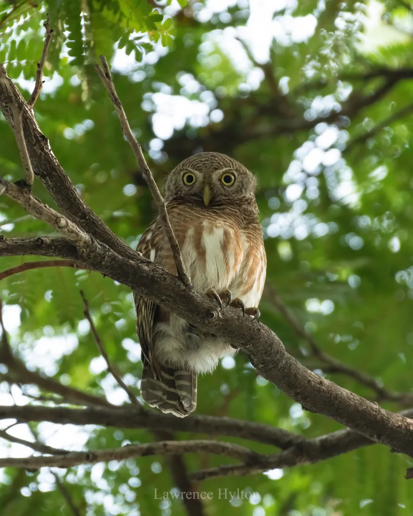 斑头鸺鹠(Glaucidium cuculoides)