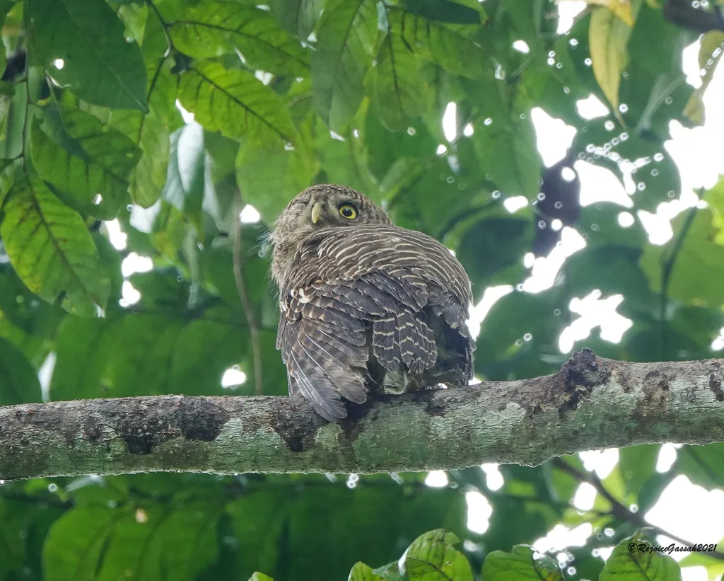 斑头鸺鹠(Glaucidium cuculoides)