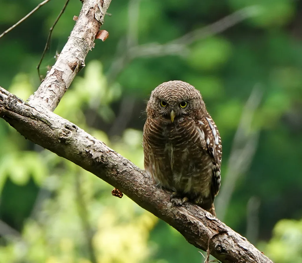 斑头鸺鹠(Glaucidium cuculoides)