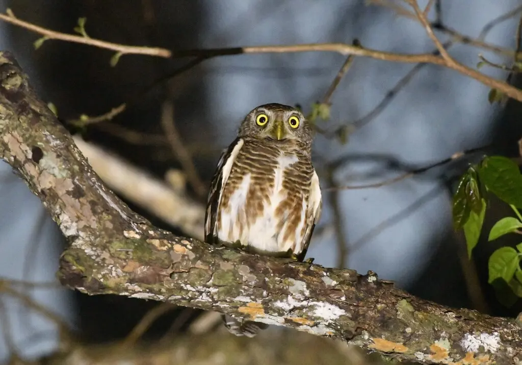 斑头鸺鹠(Glaucidium cuculoides)