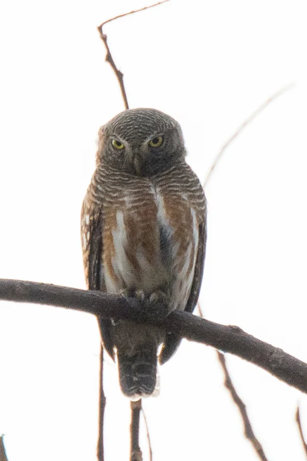 斑头鸺鹠(Glaucidium cuculoides)