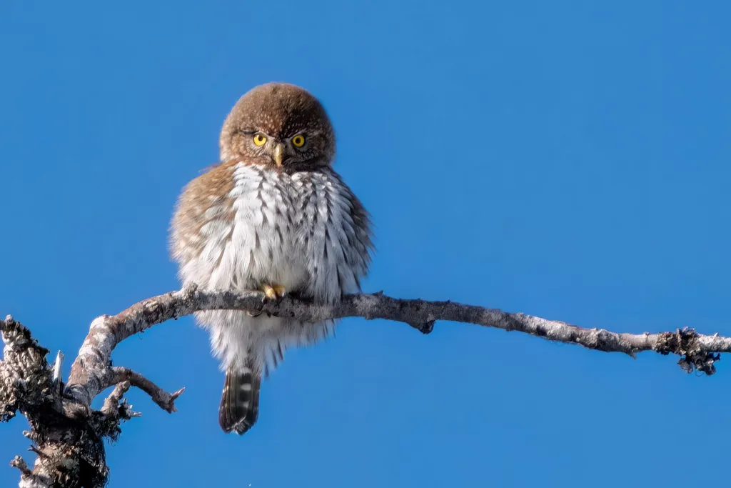 山鸺鹠(Glaucidium gnoma)