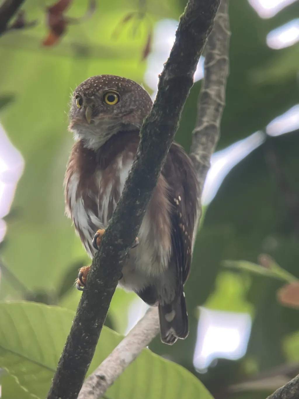 中美鸺鹠(Glaucidium griseiceps)