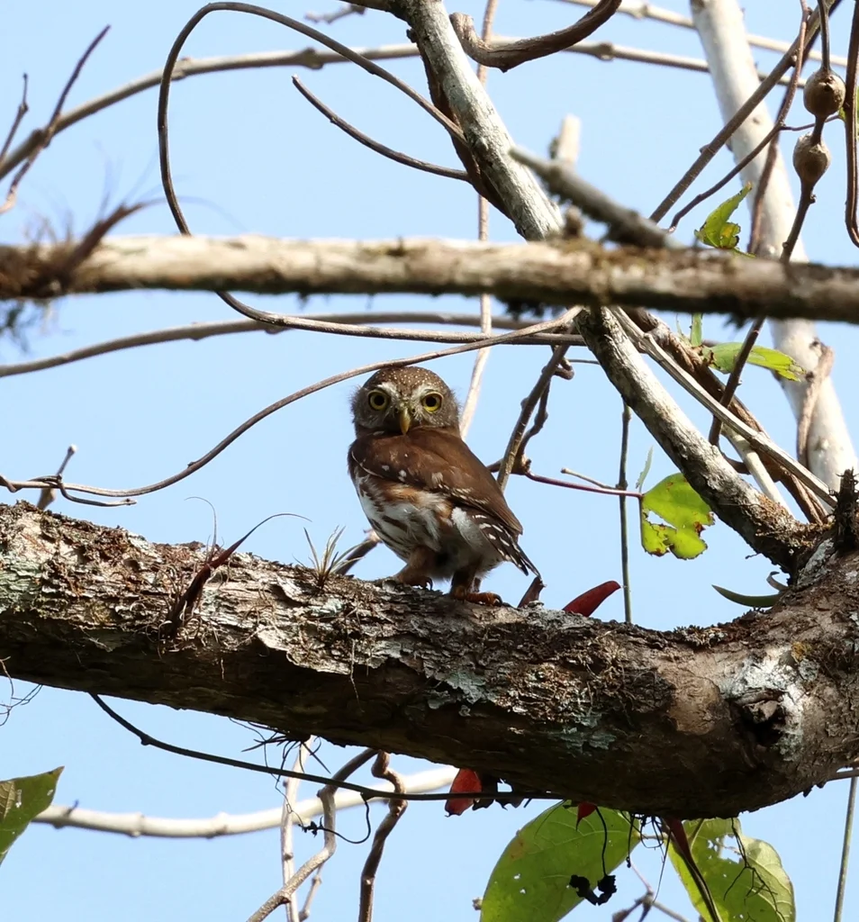 巴西鸺鹠(Glaucidium minutissimum)