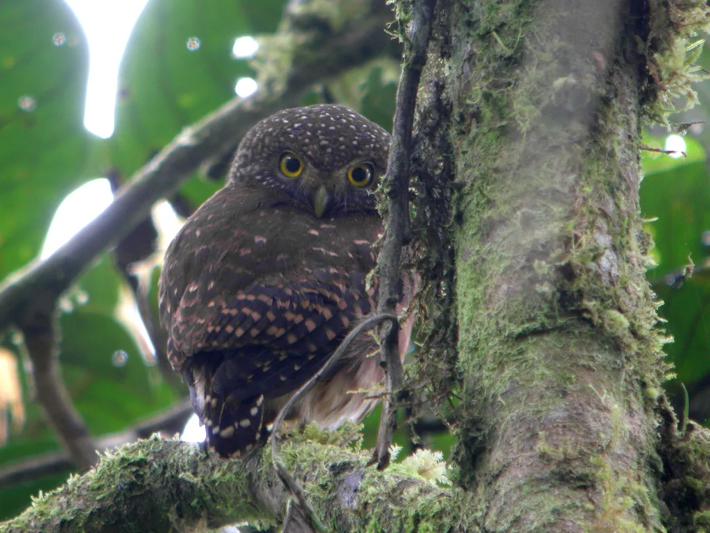 厄瓜多尔鸺鹠(Glaucidium nubicola)