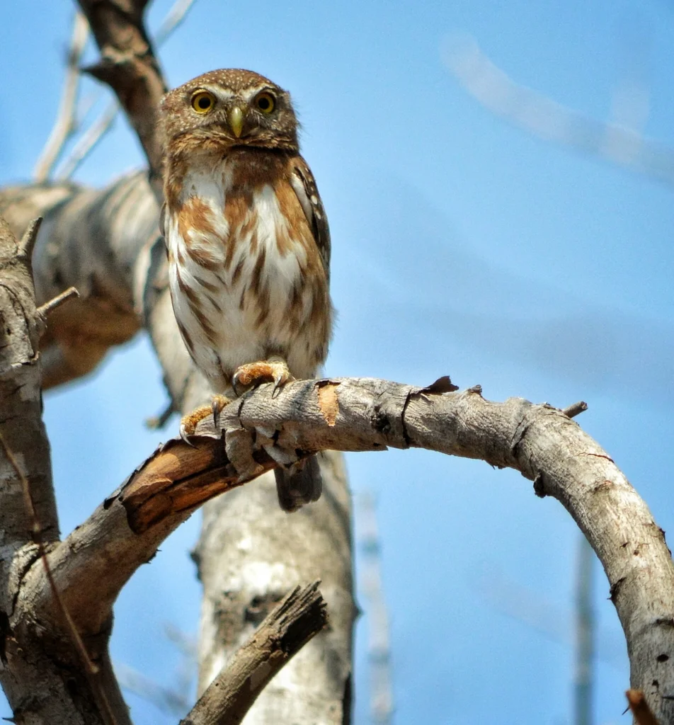 科利马鸺鹠(Glaucidium palmarum)