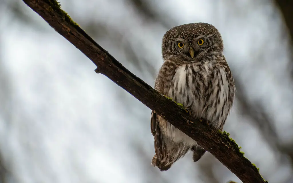 花头鸺鹠(Glaucidium passerinum)