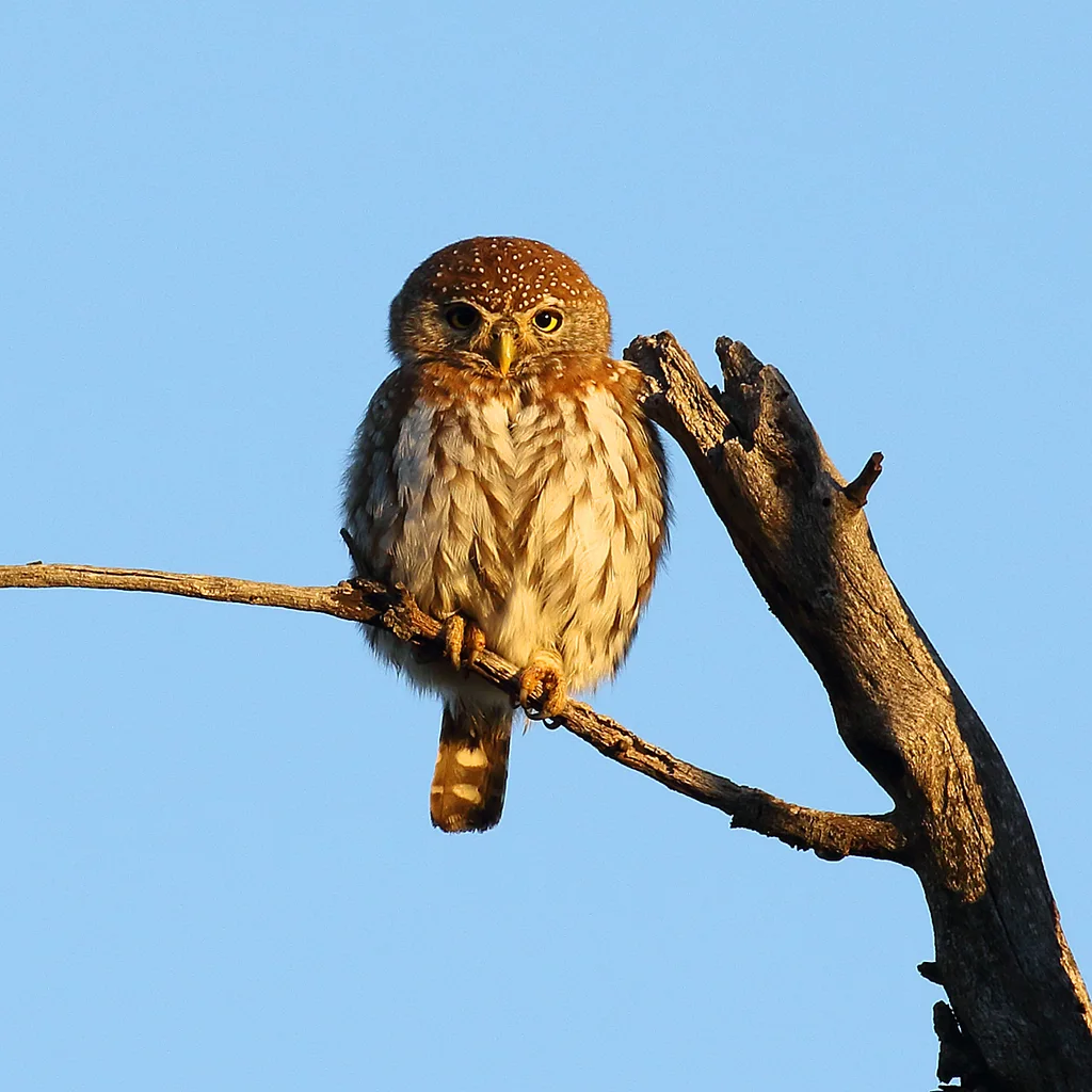珠斑鸺鹠(Glaucidium perlatum)