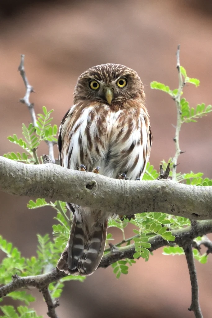 秘鲁鸺鹠(Glaucidium peruanum)