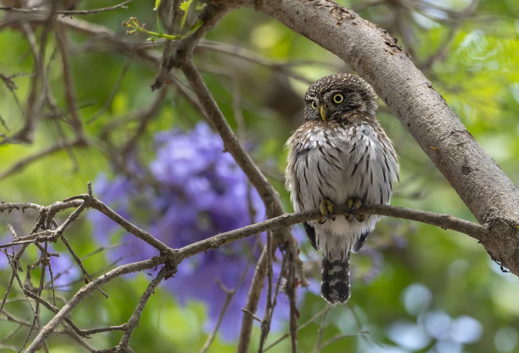 秘鲁鸺鹠(Glaucidium peruanum)