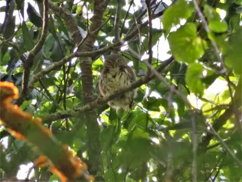 塔州鸺鹠