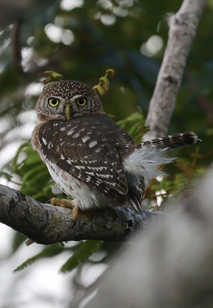 古巴鸺鹠(Glaucidium siju)