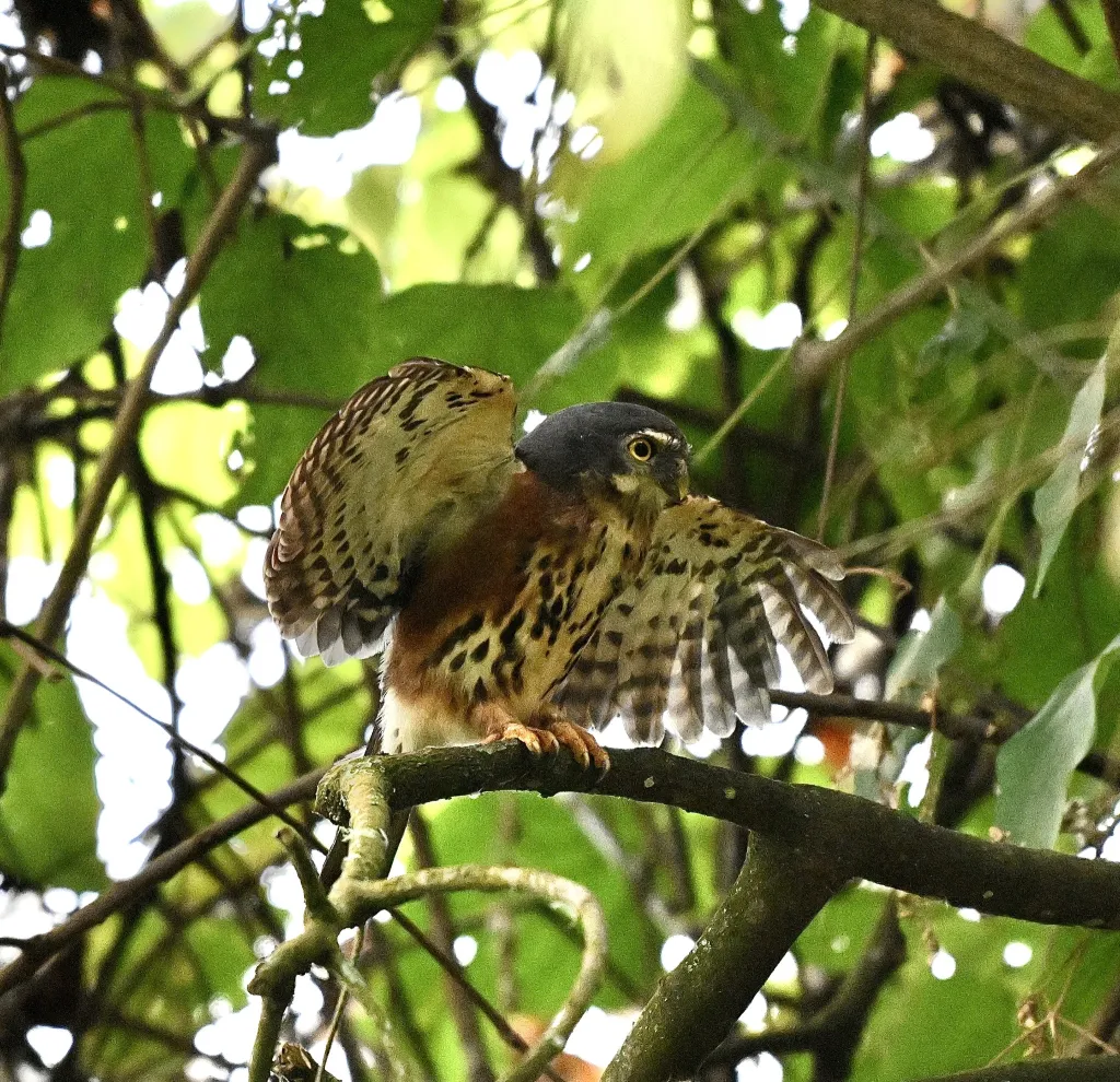 红胸鸺鹠(Glaucidium tephronotum)