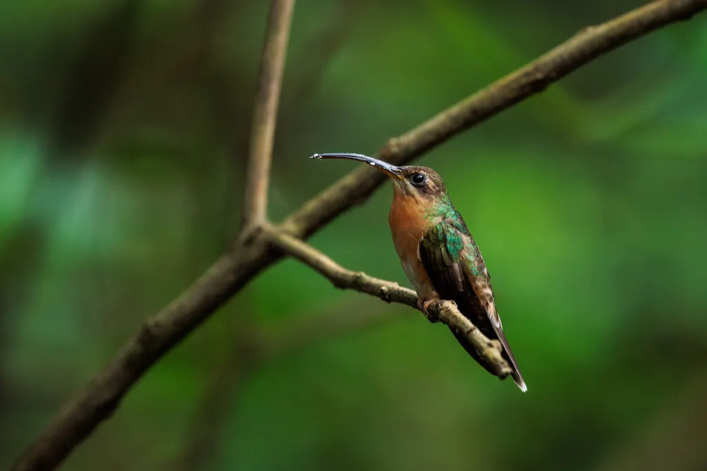 棕胸铜色蜂鸟(Glaucis hirsutus)