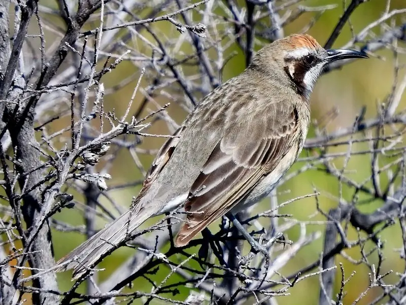 茶冠澳蜜鸟(Gliciphila melanops)
