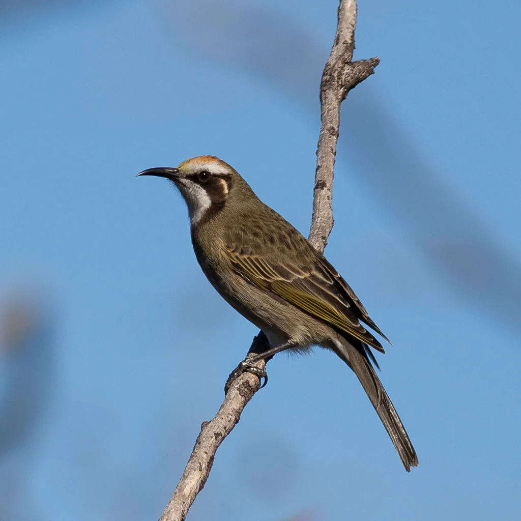 茶冠澳蜜鸟(Gliciphila melanops)