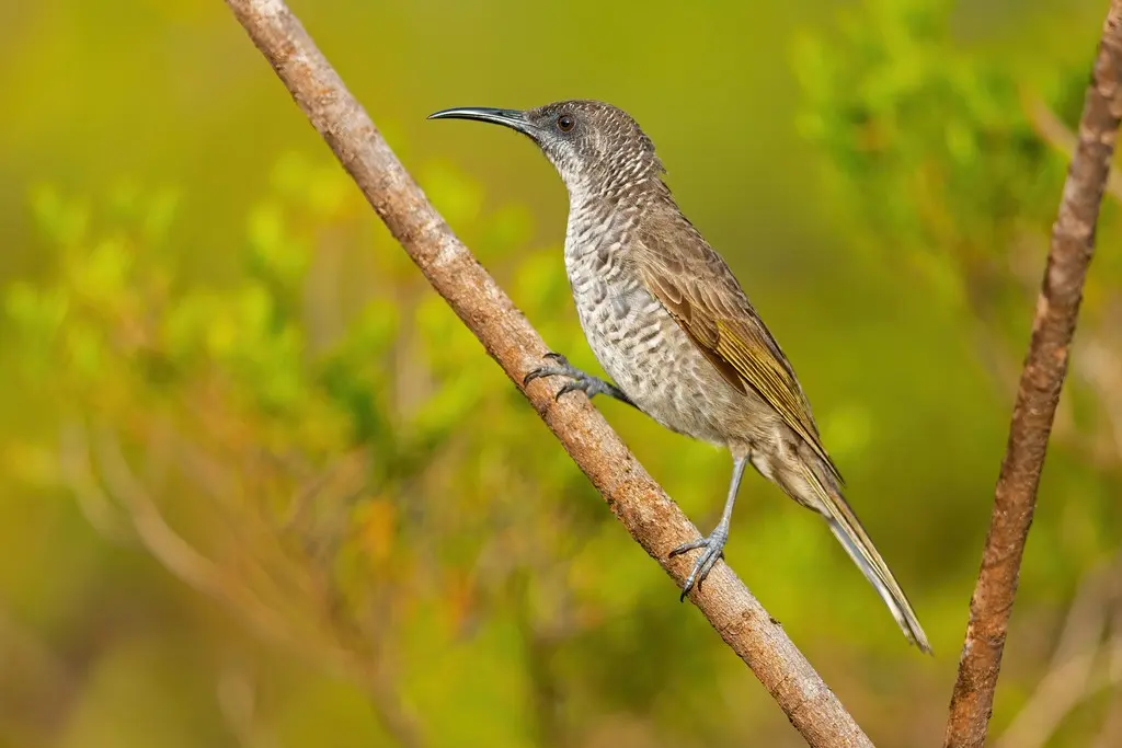 横斑澳蜜鸟(Gliciphila undulata)