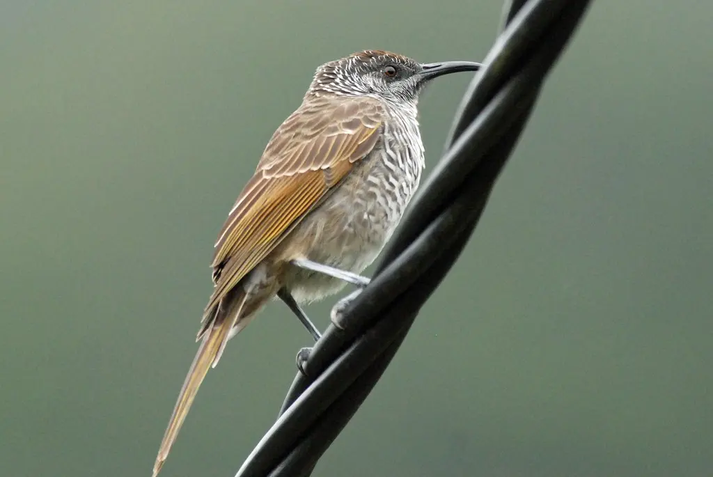 横斑澳蜜鸟(Gliciphila undulata)