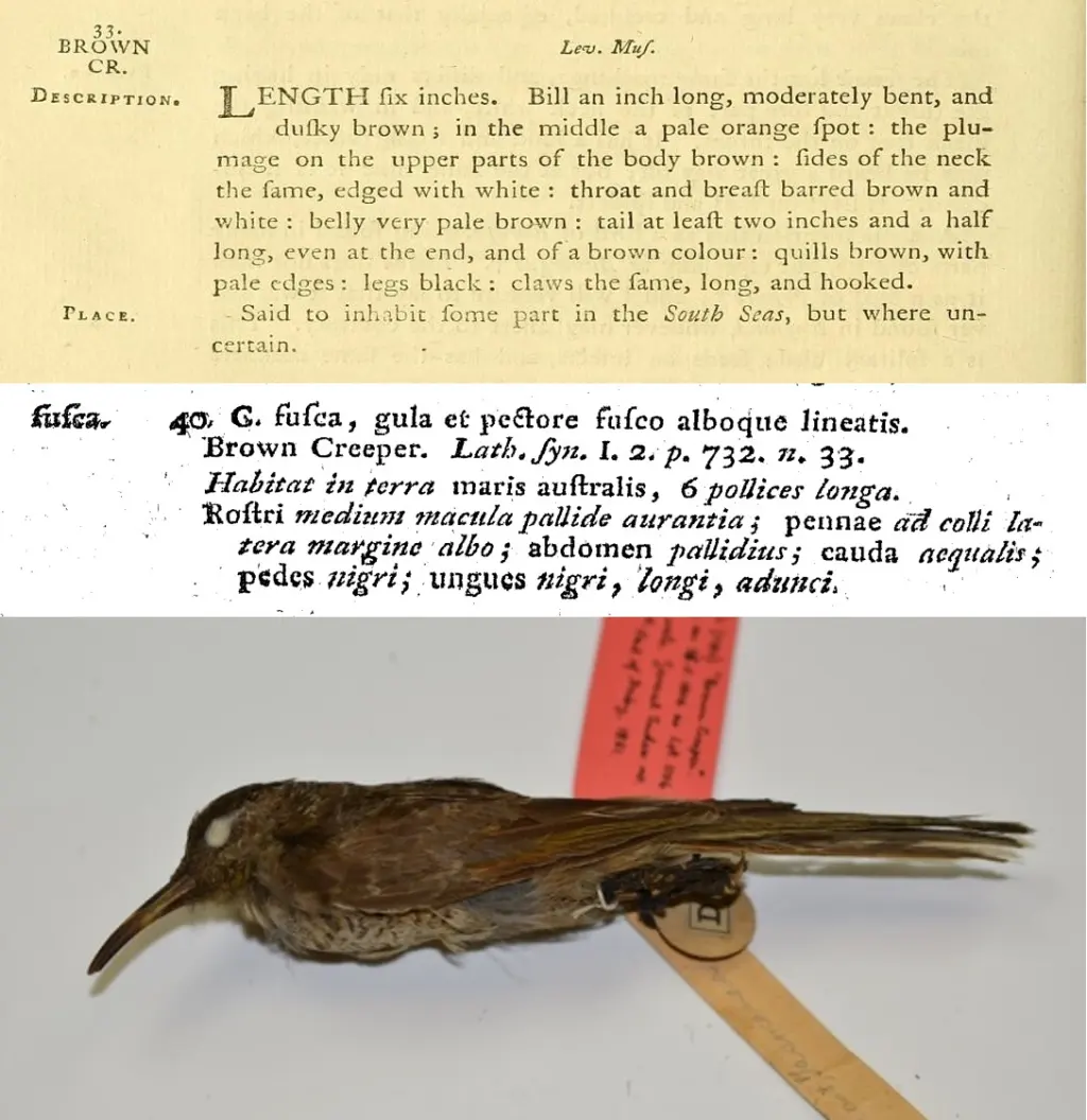 横斑澳蜜鸟(Gliciphila undulata)