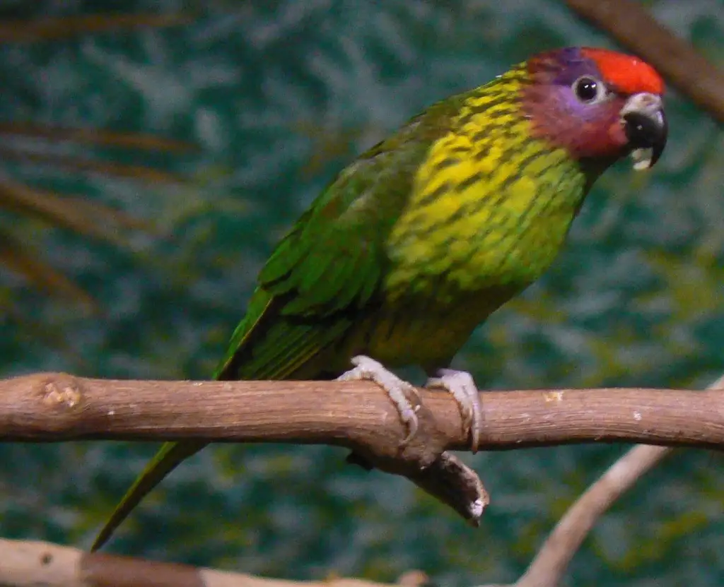 戈氏鹦鹉（Glossoptilus goldiei）