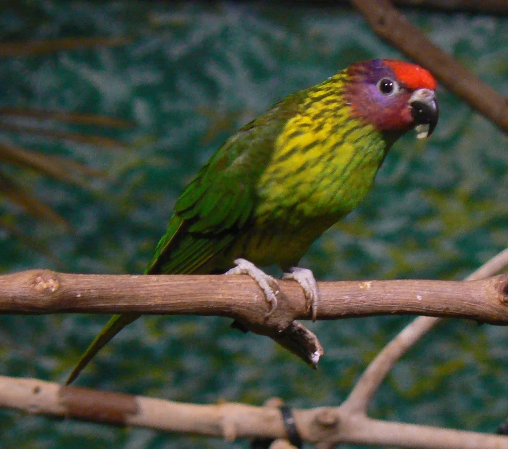戈氏鹦鹉（Glossoptilus goldiei）