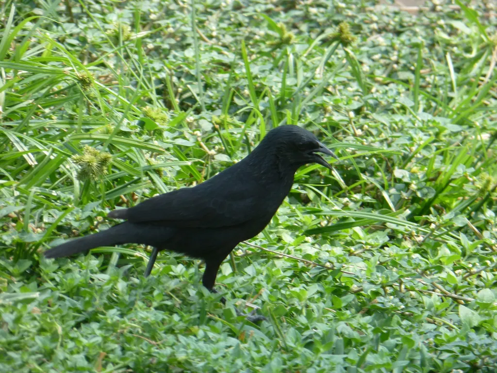 巴西拟鹂(Gnorimopsar chopi)