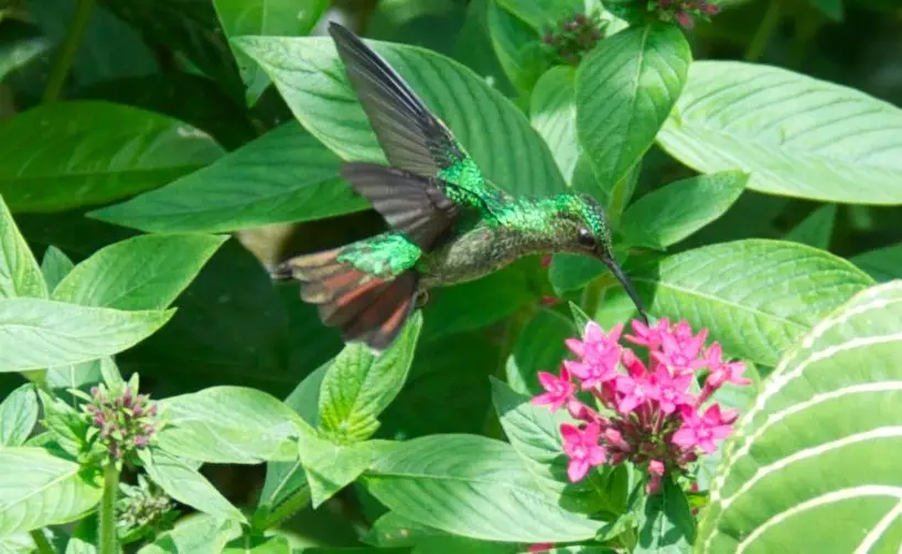 紫顶蜂鸟(Goldmania violiceps)