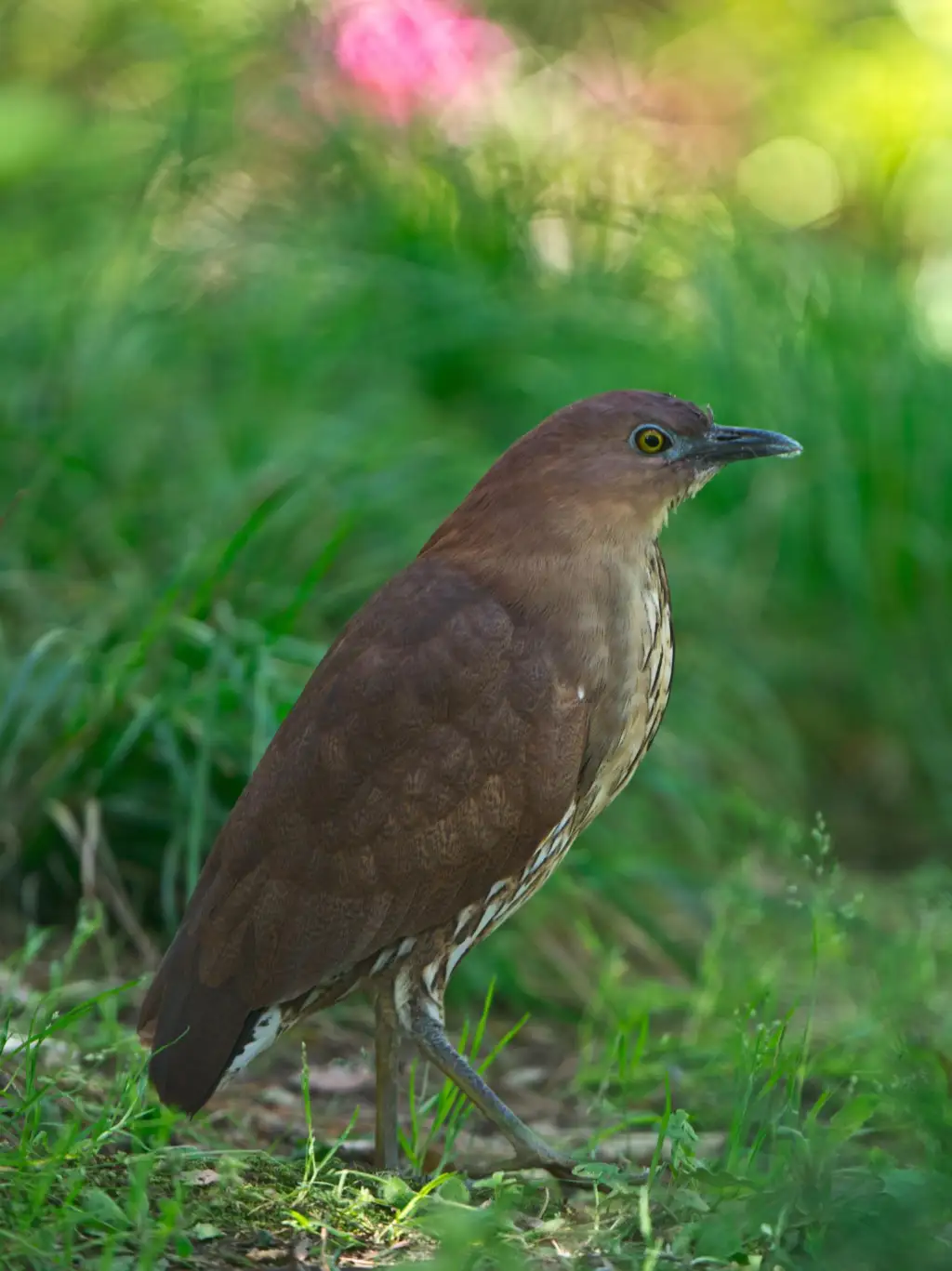 栗鳽(Gorsachius goisagi)