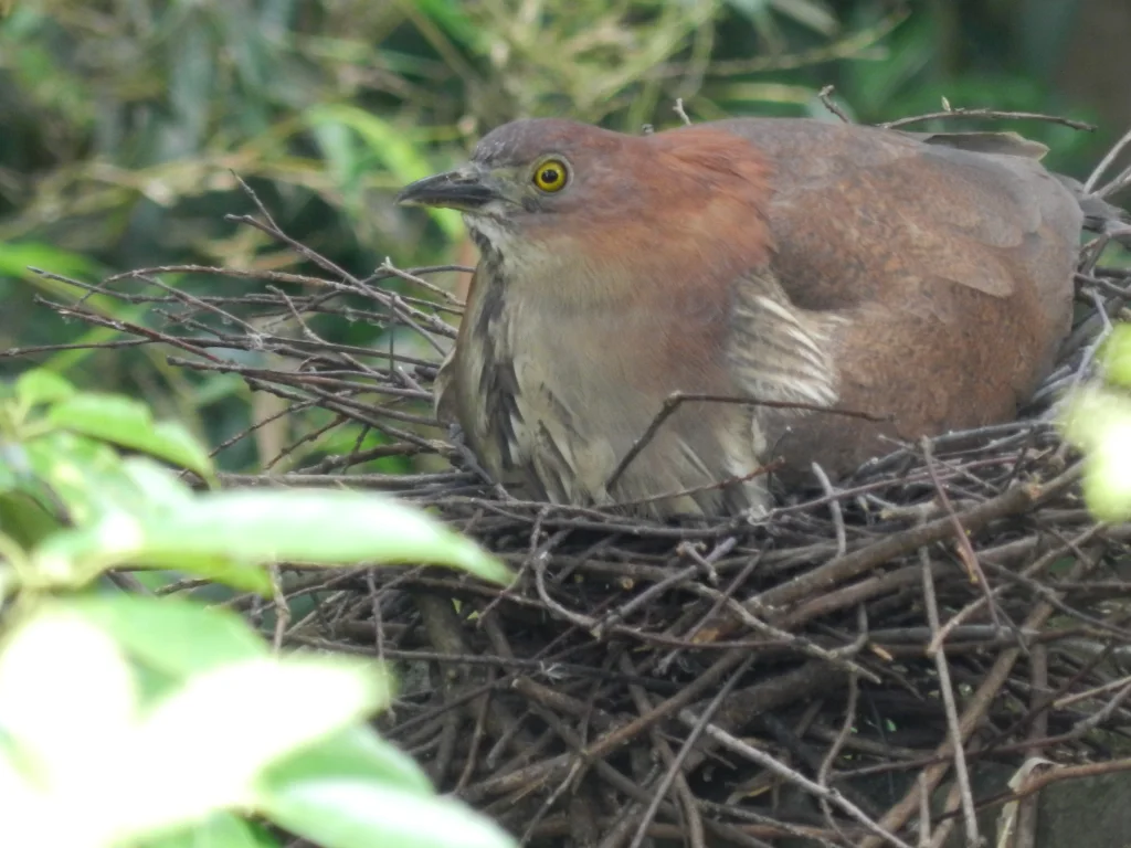 栗鳽(Gorsachius goisagi)